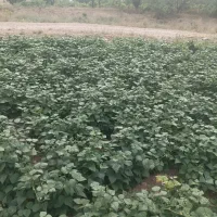 لوبیا سفید حدود۱۵۰کیلو لوبیا سفید خرمنی