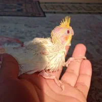 جوجه عروس سرلاکی|پرنده|گرگان, |دیوار