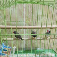 فنچ|پرنده|میناب, |دیوار