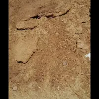 کود گوسفندی