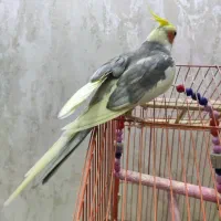 عروس هلندی نر بالغ|پرنده|شاهینشهر, فردوسی|دیوار