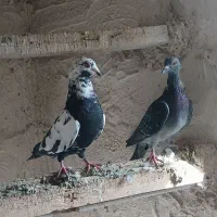 تعدادی کبوتر|پرنده|هریس, |دیوار