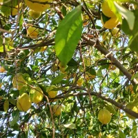 پرتقال محلی و ارگانیک80|عمدهفروشی|دهدشت, |دیوار