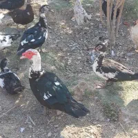 اردک روسی|حیوانات مزرعه|شیراز, کفترک|دیوار