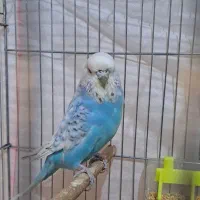 جفت مرغ عشق انگلیسی