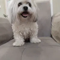 سگ شیتزو مالتیز واگذاری