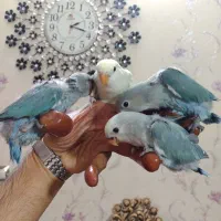 طوطی برزیلی