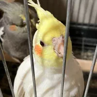 عروس هلندی ۲۵روزه و ۳۱روزه