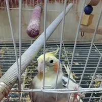 عروس هلندی جفت|پرنده|گلبهار, |دیوار