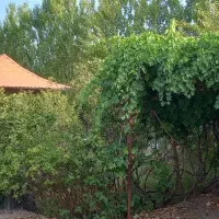 اجاره روزانه باغ ویلا ۱۷۰۰ متری|اجارهٔ کوتاهمدت ویلا و باغ|رفسنجان, |دیوار