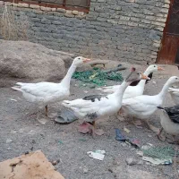 غاز|حیوانات مزرعه|مشهد, درابد امام|دیوار