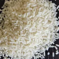برنج فجر ممسنی و رستم