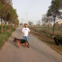 ماده ژرمن شوداین مو بلند وارداتی بفروش میرسد|سگ|کهریزک, |دیوار