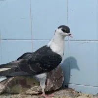 سادت سیاه