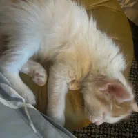 واگذاری گربه ۲ ماهه