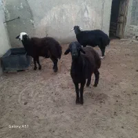 بره نژاد دار مخصوص قوچ|حیوانات مزرعه|شهمیرزاد, |دیوار