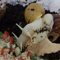 واگذاری حلزون های آچاتینا|خزنده|قم, تولید دارو و یخچال|دیوار