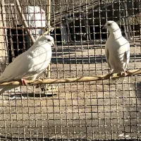 نرماده سفید چش نوک سفید|پرنده|ساوه, |دیوار