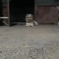 سگ پاکوتا|سگ|فارسان, |دیوار