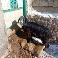 ۱عدد بز جوان سرحال برای قربانی وزن ۳۲کیلو