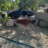 مرغ شاخدار،بوقلمون ومحلی|حیوانات مزرعه|کهنوج, |دیوار