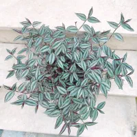 گل طبیعی