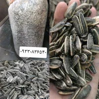 تخمه شور وخام درجه یک