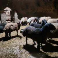 بره پرواری چاق|حیوانات مزرعه|کرانی, |دیوار