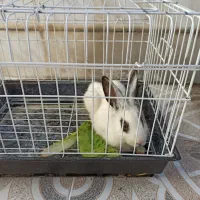 خرگوش نر با قفس