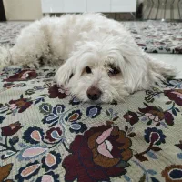 واگذاری سگ شیتزو تریر(فروشی)