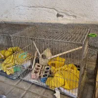 ۳عدد قفس پرنده نو با لوازم جانبی|لوازم جانبی حیوانات|اندیشه, شهرک مریم|دیوار