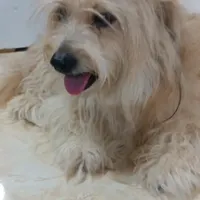 پیداشده