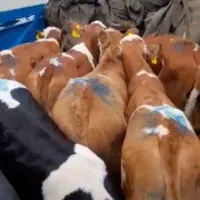 تقاضا فقط سیمنتال اصیل و نمونه