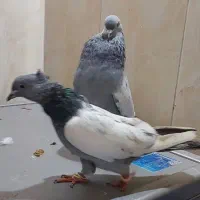 ۷جفت سینه همه رنگی