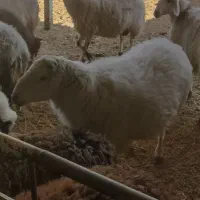 قوچ سرک دار|حیوانات مزرعه|بادرود, |دیوار