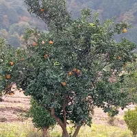 اجاره  مبله روستای مرا کد5 گیلاوند دماوند