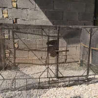 فقس پرنده و گربه، سگ، مرغ، بوقلمون، تاوس