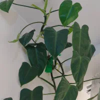 گل فیلو دندرون|گل و گیاه طبیعی|آبیک, |دیوار