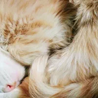 بچه گربه|گربه|ارومیه, |دیوار