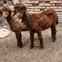 بره نر ماده پای پروار