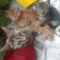 واگذاری گربه مادر همراه با بچههاش|گربه|ساری, |دیوار