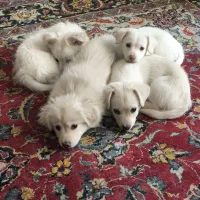 دو عدد توله پامر اشپیتز واگذاری میشود