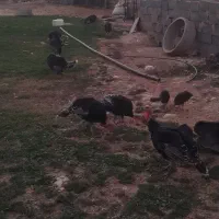 بوقلمون