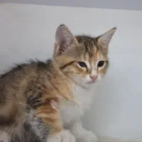 واگذاری گربه|گربه|فردیس, ثابتی|دیوار