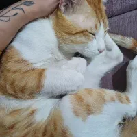 واگذاری گربه ی نر نژاد DSH