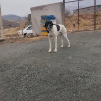 پوینتر انگلیسی|سگ|رشت, جماران|دیوار