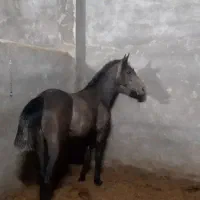 کره ماده ۴ ماهه|اسب و تجهیزات اسبسواری|فلاورجان, |دیوار