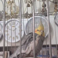 پرنده|پرنده|محمدشهر, محمدشهر|دیوار