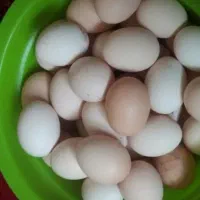 تخم‌مرغ محلی