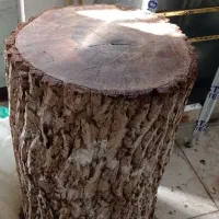 تنه درخت گردو